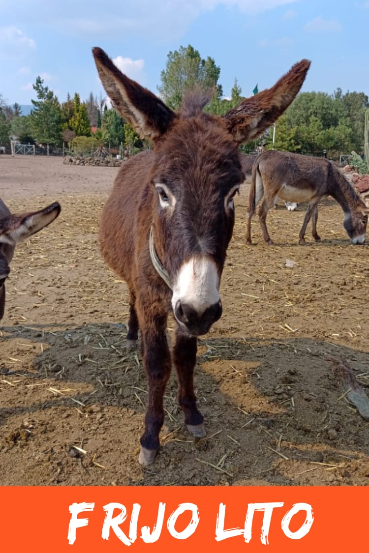 img/donkeys-2/IMG-20231115-WA0035.jpg