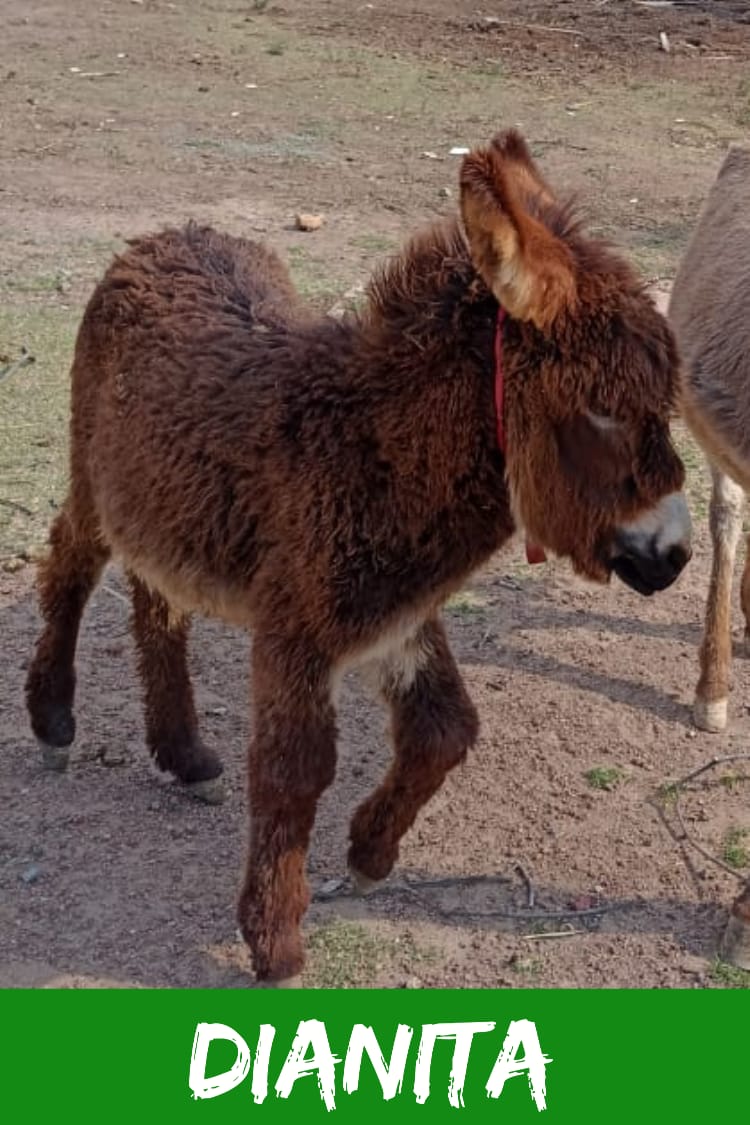 img/donkeys-2/IMG-20231115-WA0036.jpg