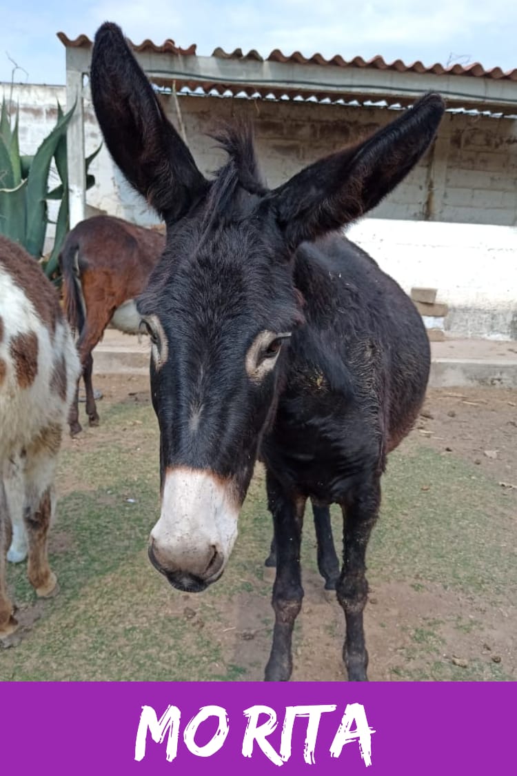 img/donkeys-2/IMG-20231115-WA0037.jpg