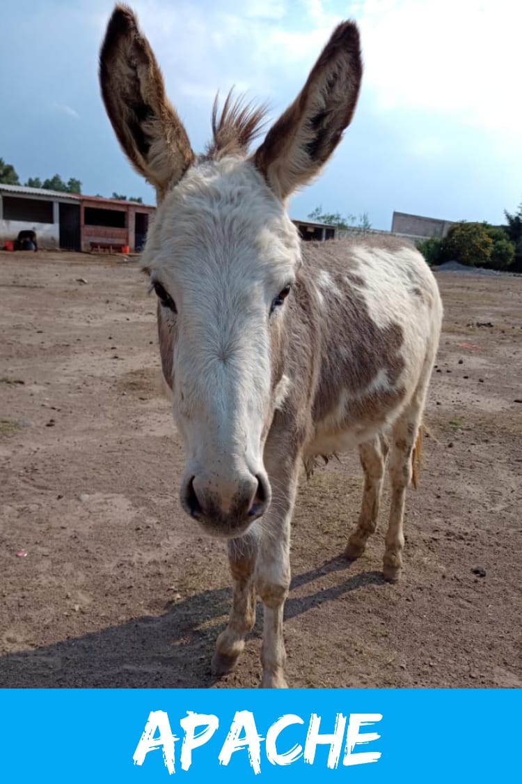 img/donkeys-2/IMG-20231115-WA0038.jpg