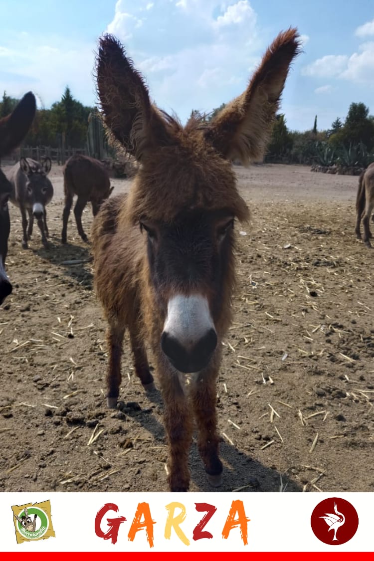 img/donkeys-2/IMG-20231115-WA0039.jpg