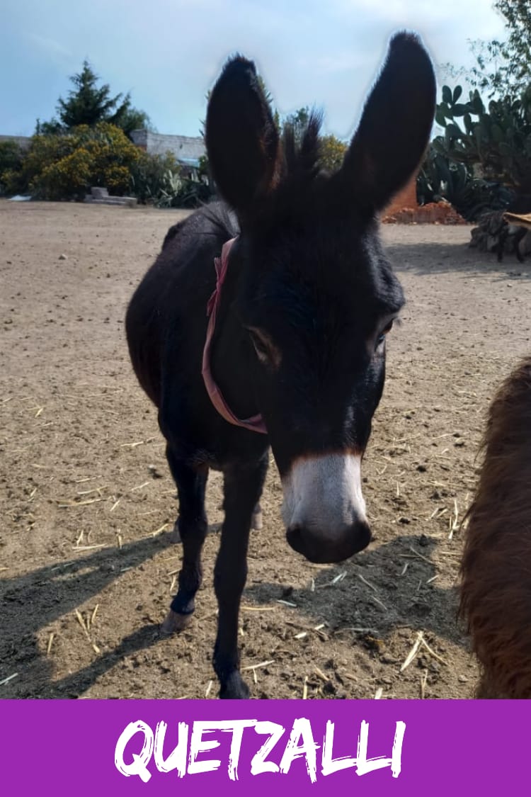 img/donkeys-2/IMG-20231115-WA0040.jpg