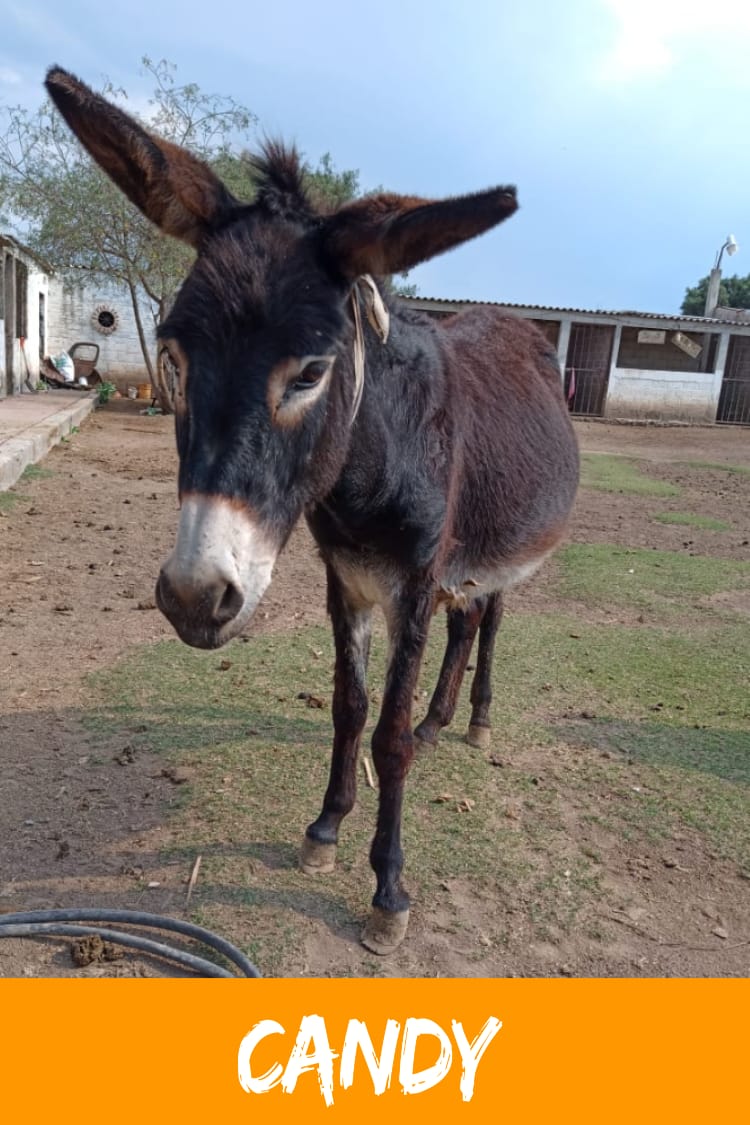 img/donkeys-2/IMG-20231115-WA0041.jpg
