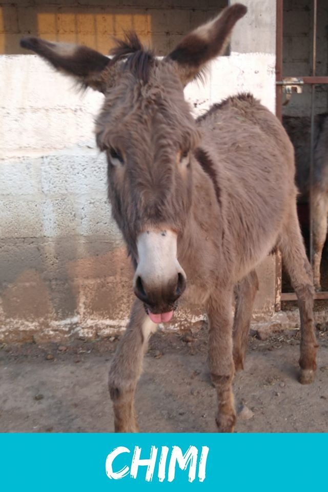 img/donkeys-2/IMG-20231212-WA0179.jpg