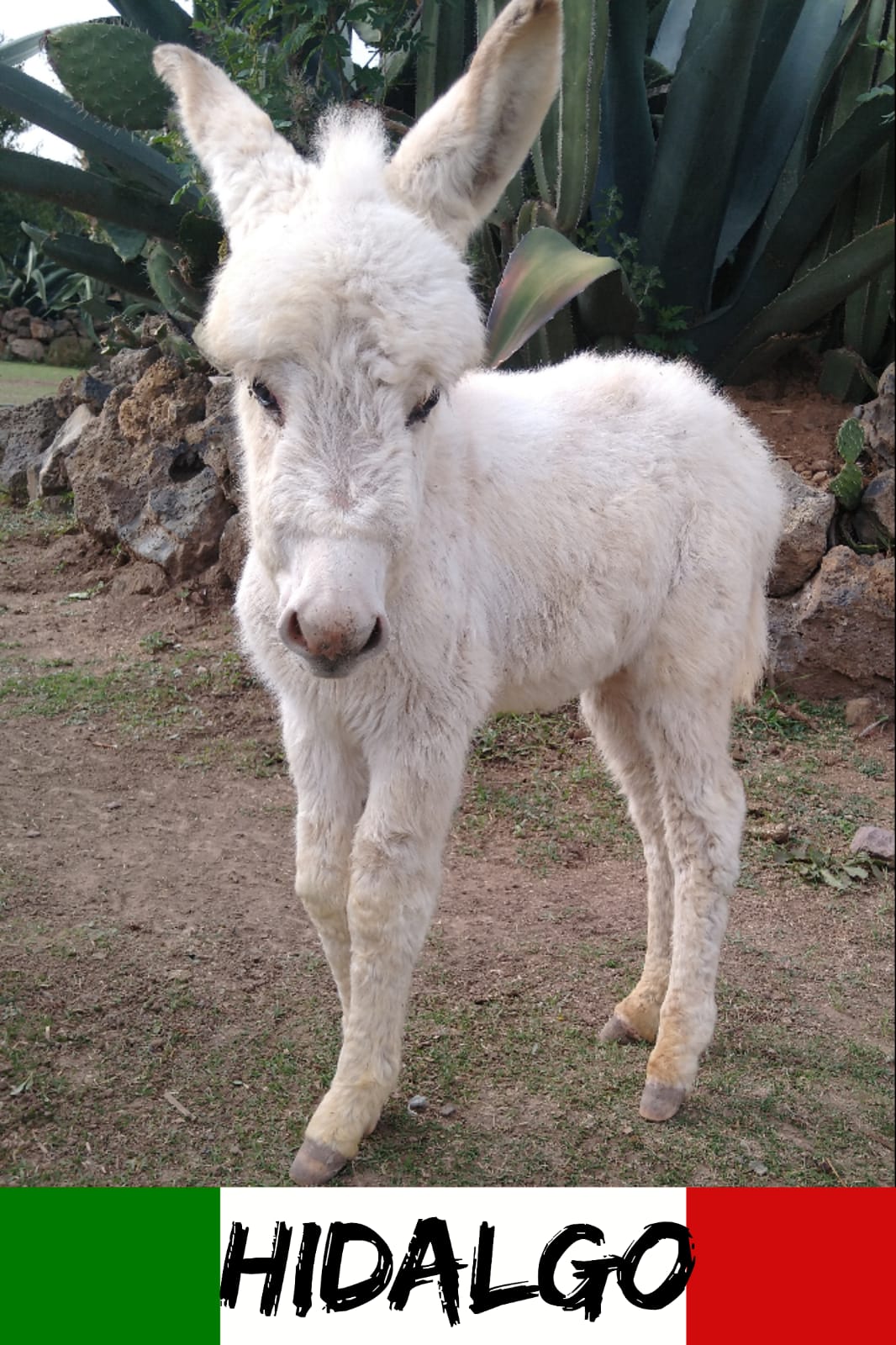 img/donkeys-2/IMG-20231212-WA0182.jpg