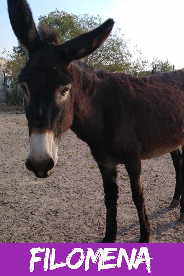 img/donkeys-2/IMG-20231212-WA0186.jpg